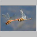 Sympetrum striolatum - Grosse Heidelibelle 10.jpg